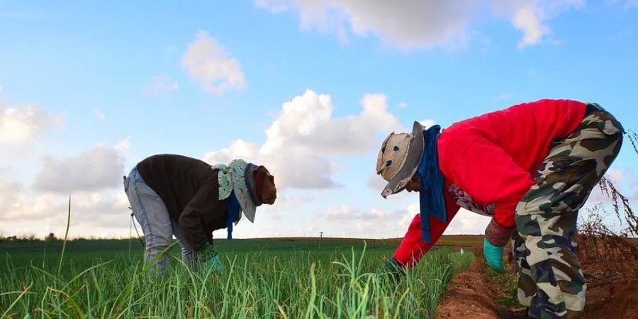 Farm workers are being super exploited. Photo: amir appel/Flickr (CC BY 2.0)